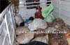Irked by unscientific garbage disposal, Pachanady residents stage protest